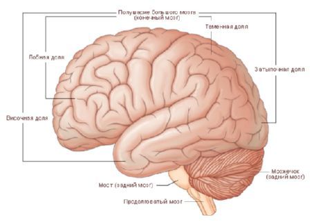 মস্তিষ্ক। মস্তিষ্কের গোলার্ধ